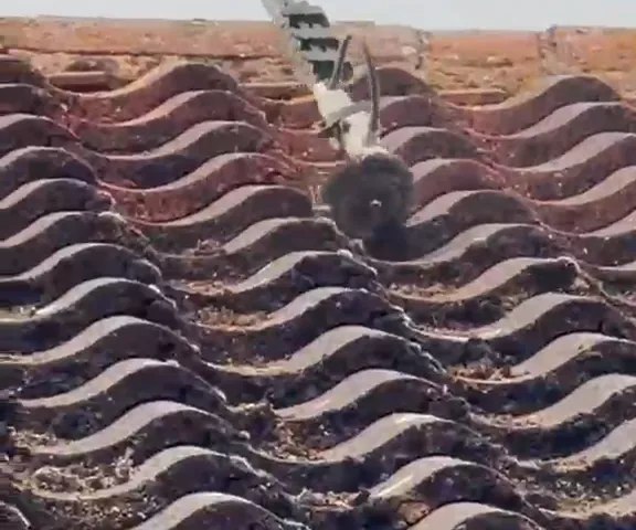A pole-mounted tool among red wavy roof tiles with moss in their hollows.