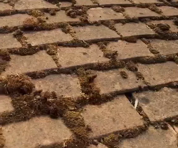 Buff plain roof tiles with loose heaps of moss along their joints.