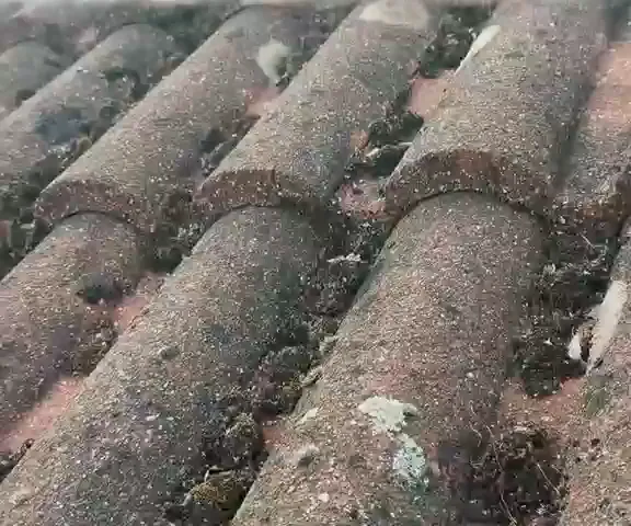 Red roll roof tiles with dark moss in the joints between them.