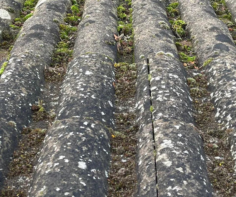 Green moss in the channels between grey barrel-shaped roof tiles spotted with white lichen.