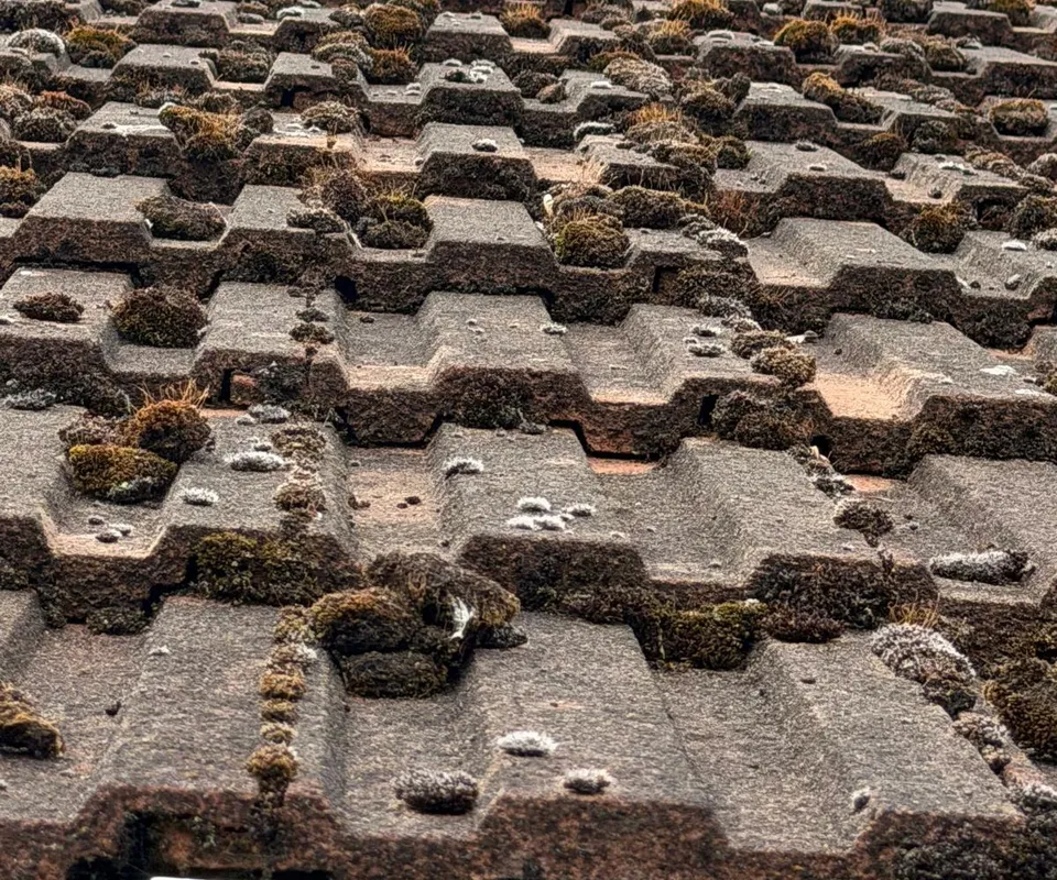 Thick clumps of moss and pale lichen in the steps of interlocking concrete roof tiles.