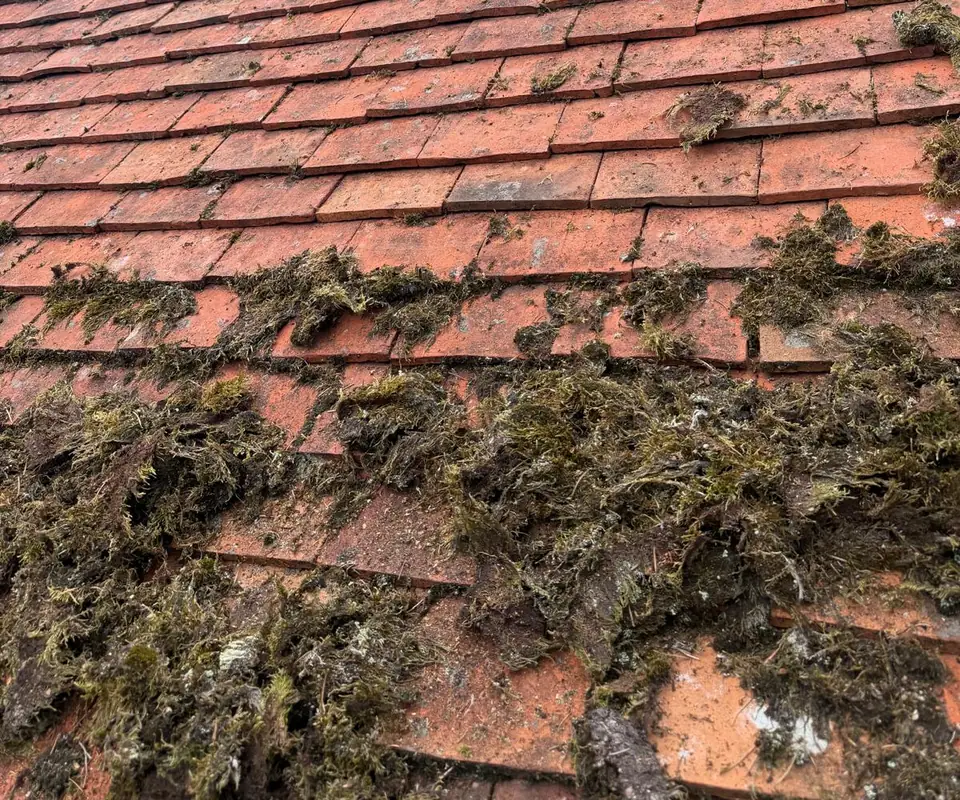 Thick moss on the lower rows of red plain roof tiles.
