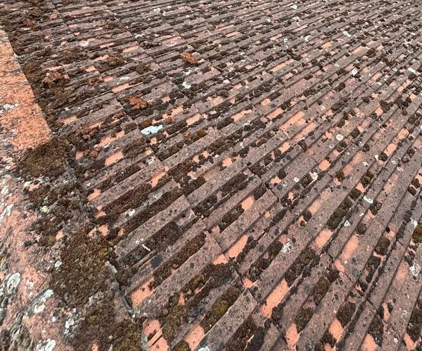 Moss along every row of red ribbed roof tiles, thickest at the edge of the slope.