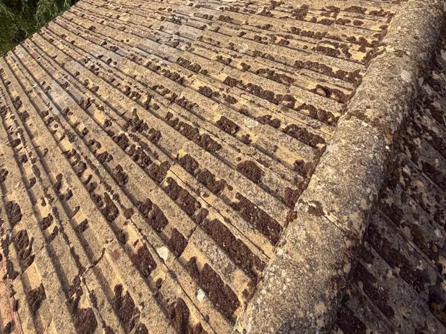 Brown concrete tiles streaked with dark moss beside a ridge.