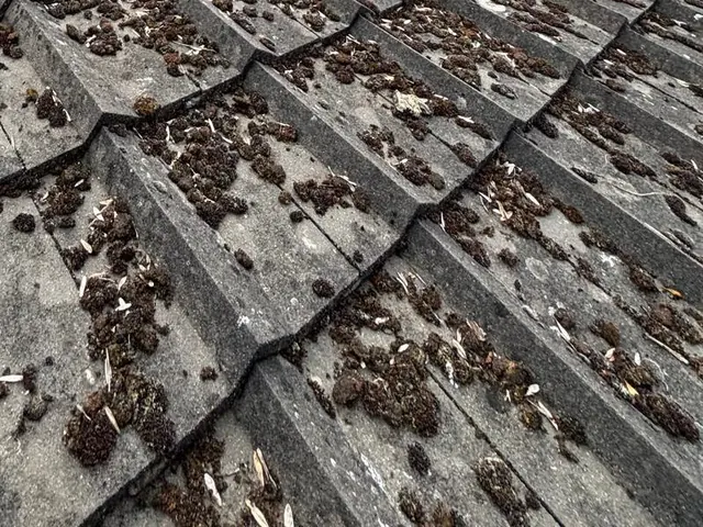 Close view of moss clumps and debris on grey tiles.