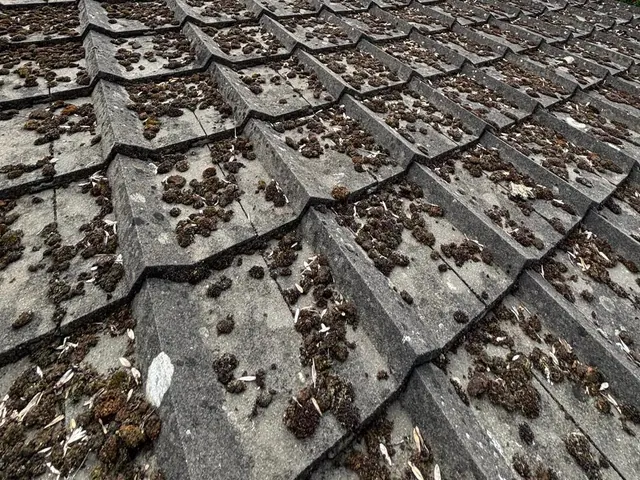 Grey concrete tiles thick with moss clumps.
