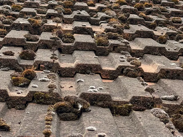 Heavy moss clumps along overlapping rows of concrete tiles.