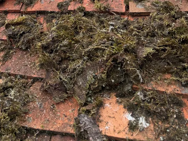 Close view of deep moss lifting the edges of red plain tiles.