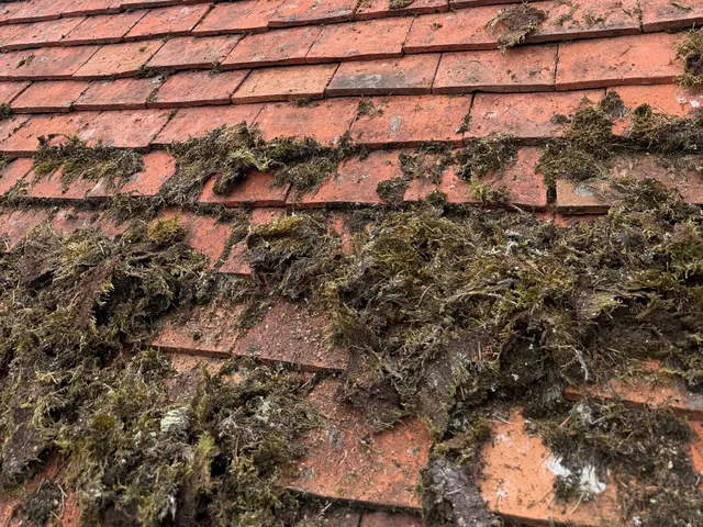 Thick moss growing across the lower rows of red clay plain tiles.