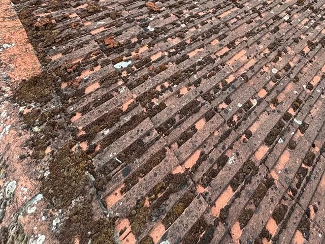 Moss growing where red roof tiles overlap, seen close up.