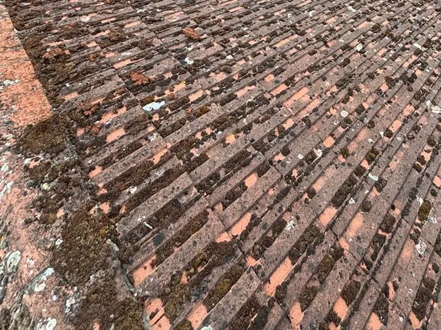 Red interlocking tiles below a ridge, moss in their joints.